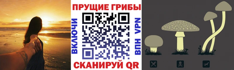 это клад  цены   Дятьково  Галлюциногенные грибы Magic Shrooms 